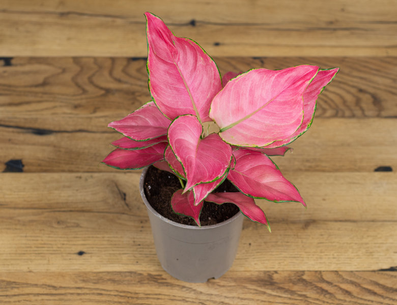 Аглаонема Пинк Стар