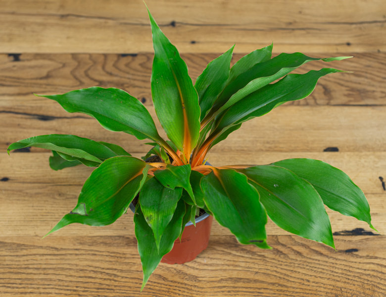 Хлорофитум Грин Оранж