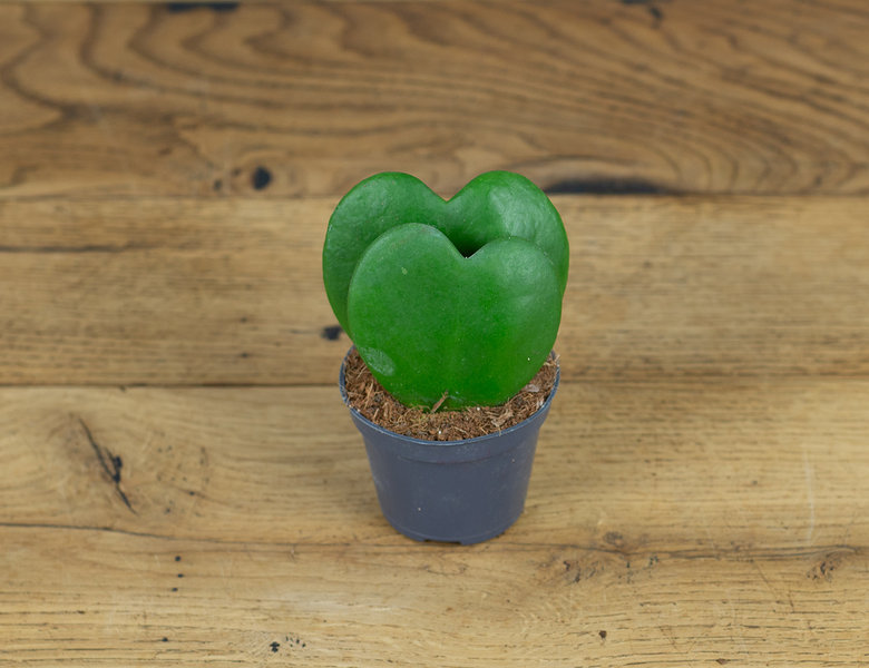 Хойя Двойное сердце