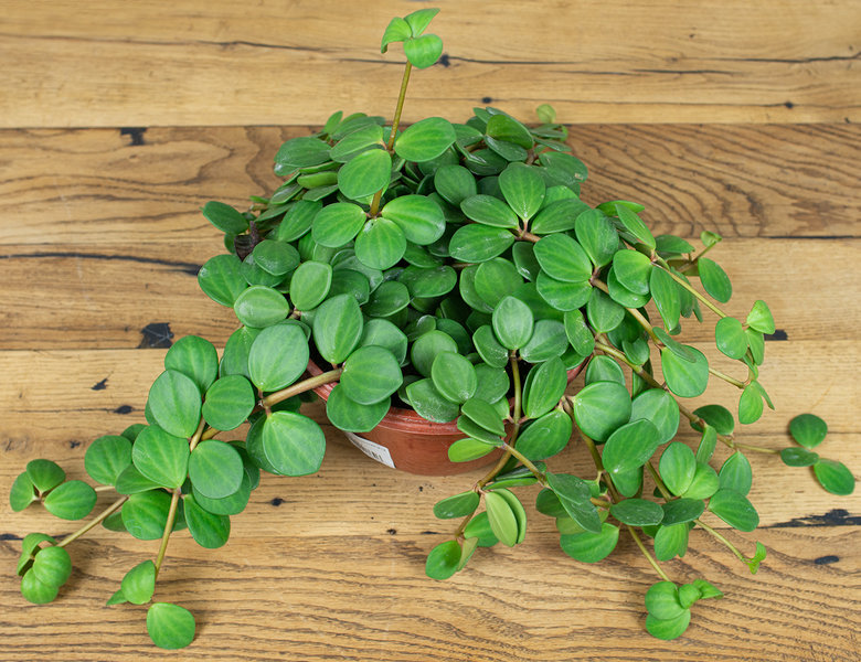 Пеперомия монетолистная Ø18