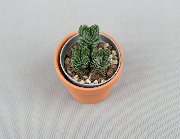 Крассула Храм Будды / Buddhas Temple