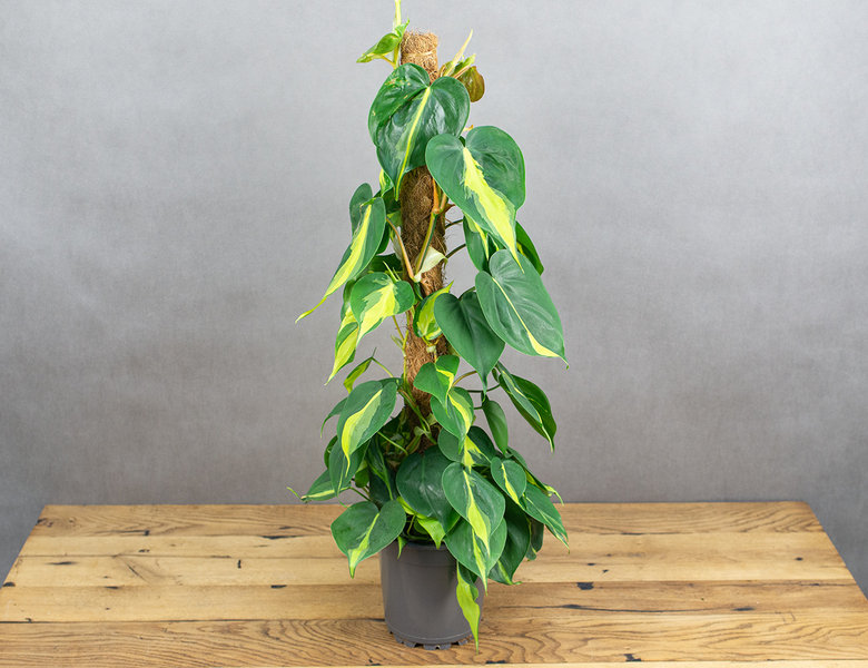 Филодендрон Бразил на опоре