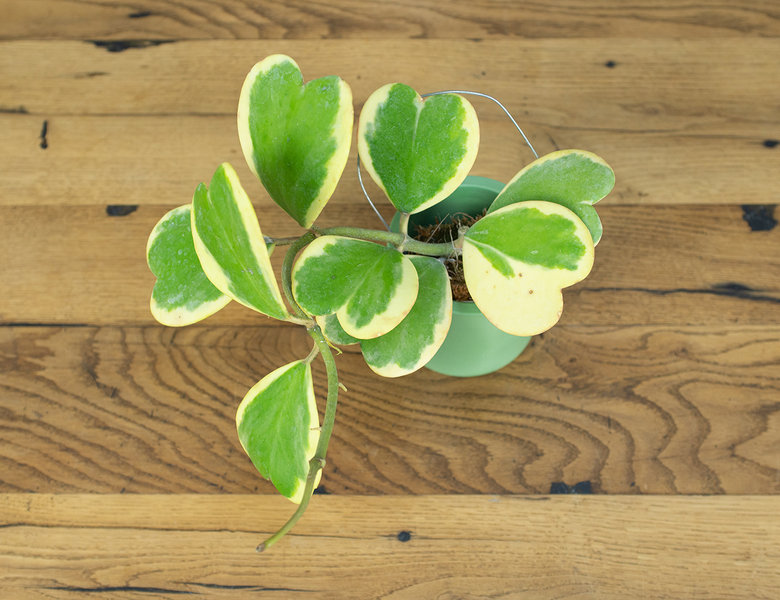 Хойя Керри лиана