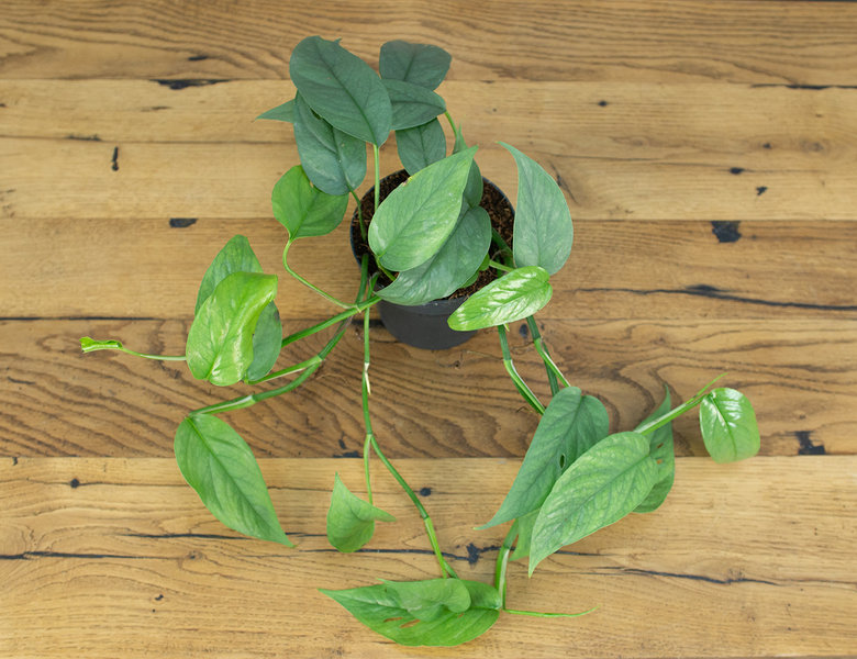 Эпипремнум Блю Потос