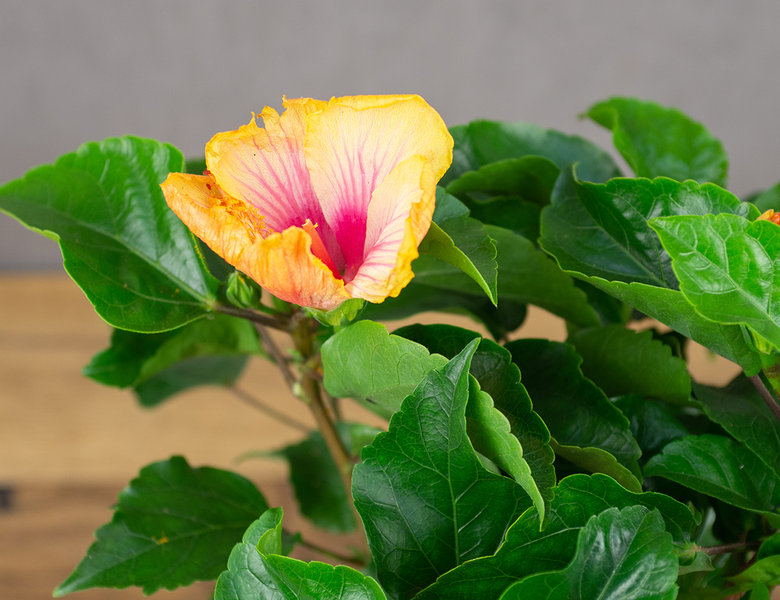 Гибискус Биколор микс