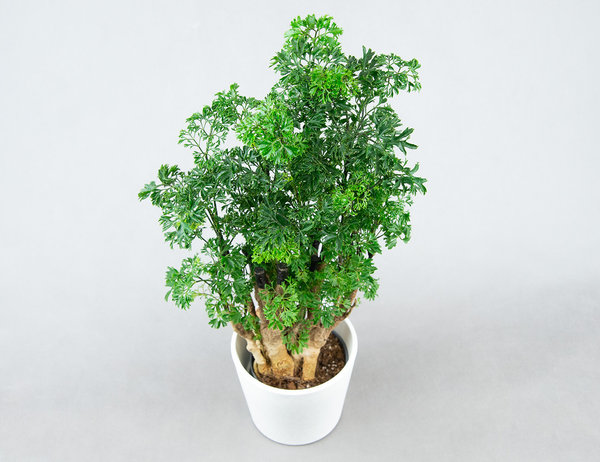 Полисциас фрутикоза элеганс