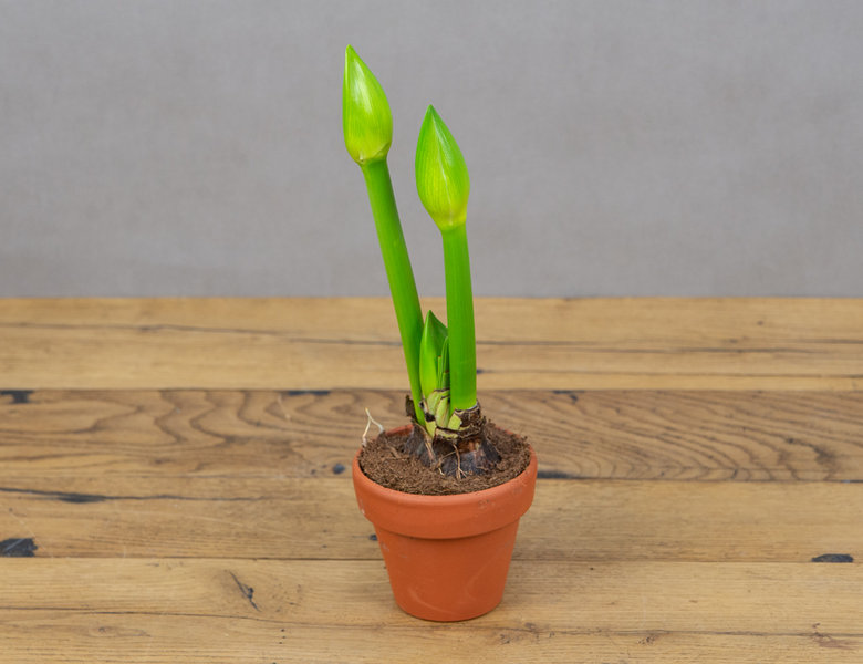 Амариллис микс в терракоте