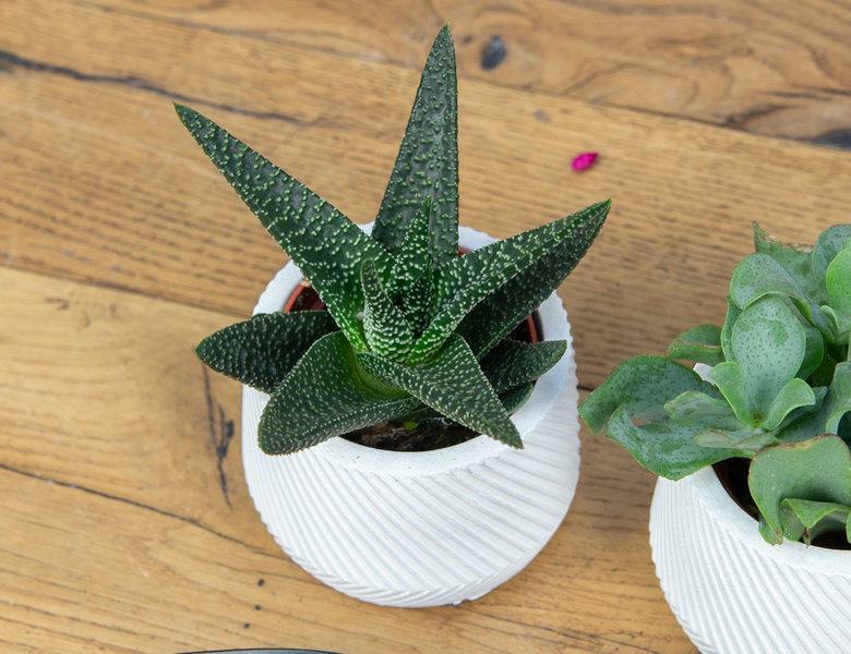 Суккуленты микс в кашпо Geometric