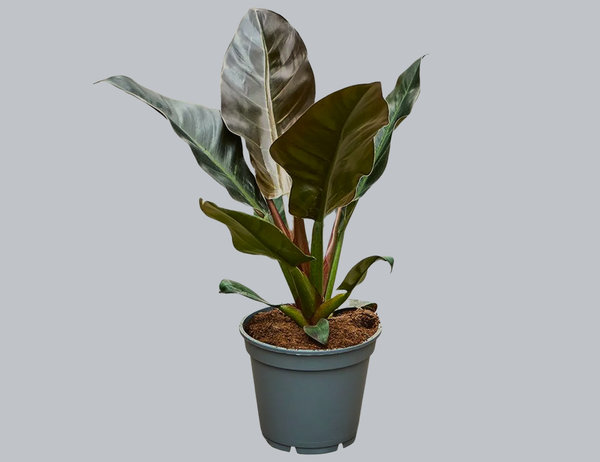 Филодендрон Империал Ред Ø19