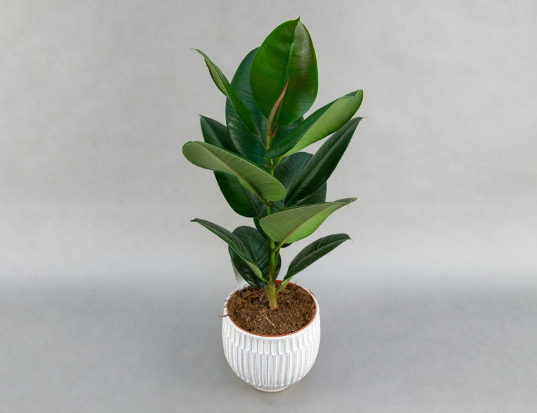 Фикус Эластика Робуста Ø17