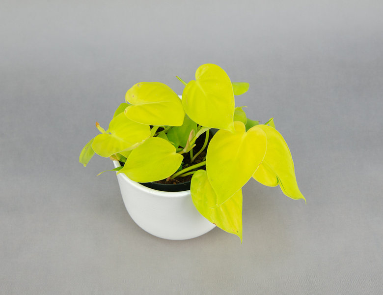 Филодендрон сканденс Лимон Лайм