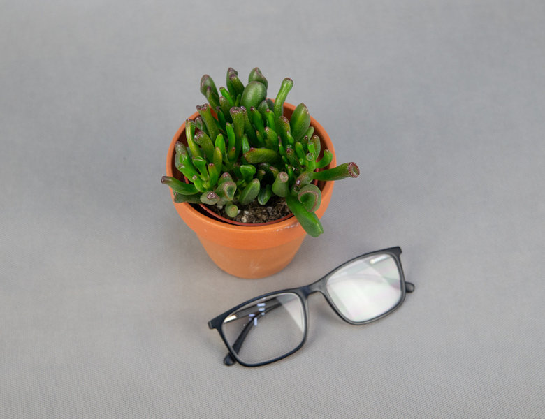 Крассула Хоббит Ø12