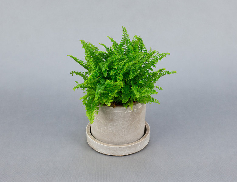 Папоротник Нефролепис Витале Ø12