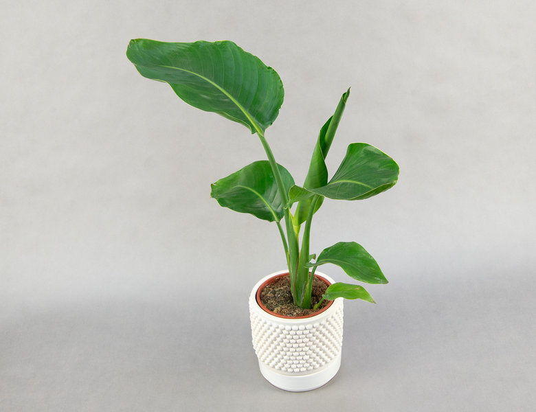 Стрелиция Николая Ø14