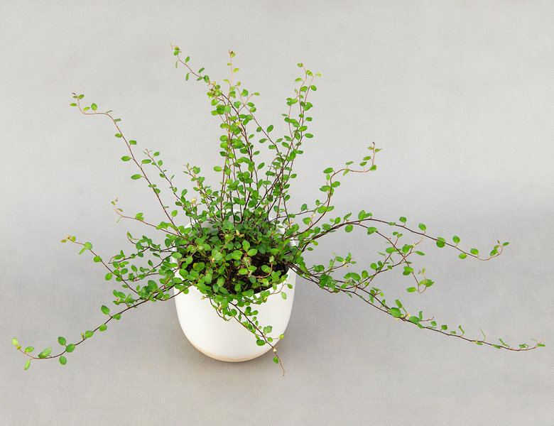 Мюленбекия