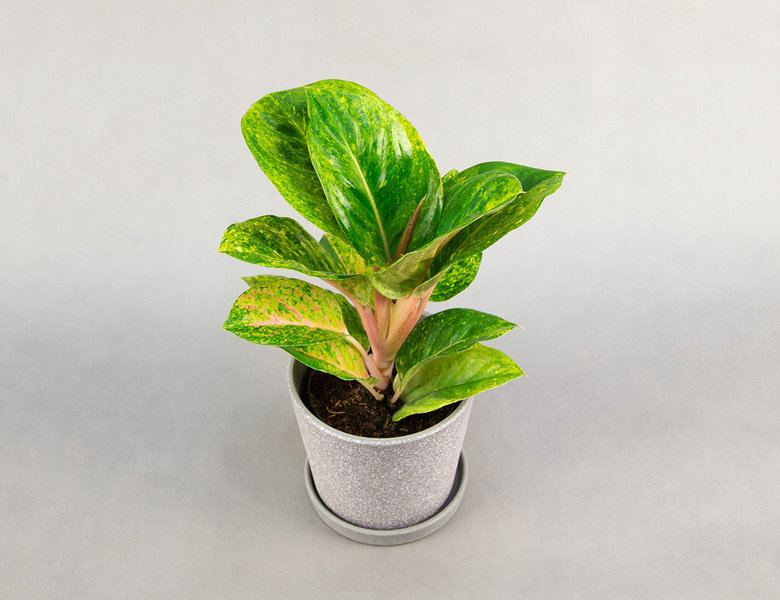 Аглаонема Apple Green 