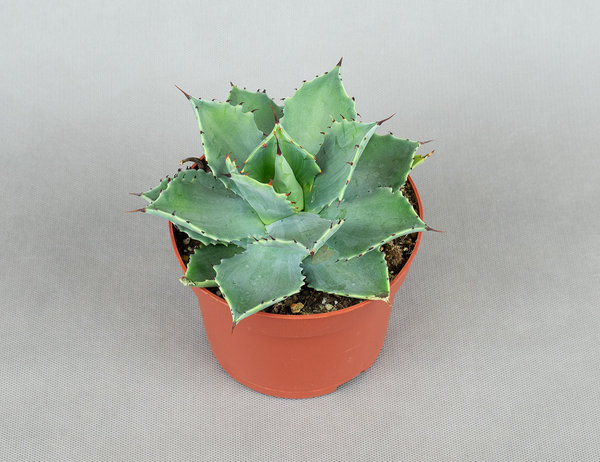 Агава Потаторум