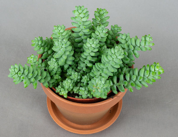 Седум Буррито Ø11