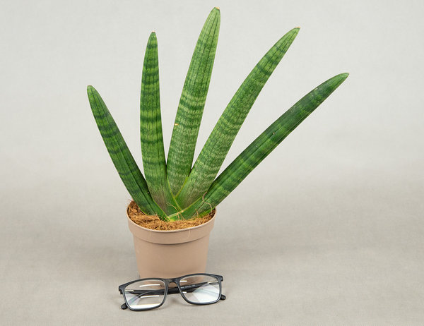 Сансевиерия Хэндшейк Ø12