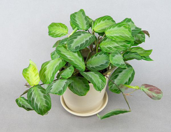 Маранта Сильвер Бэнд