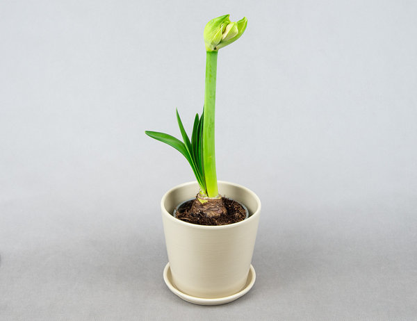 Амариллис микс Ø12