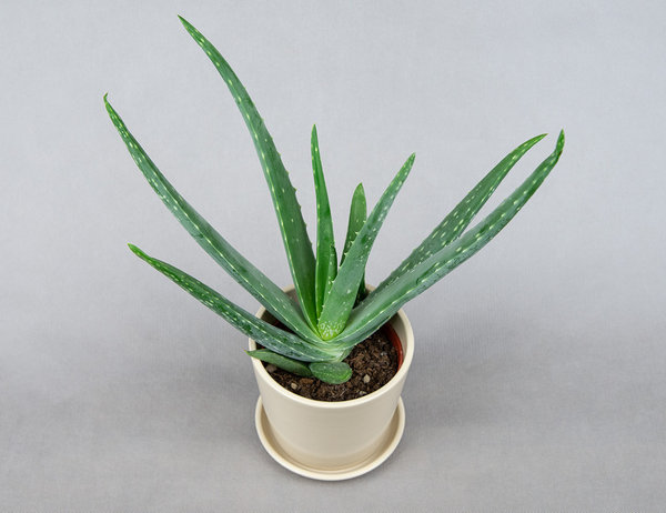 Алоэ Вера Ø11