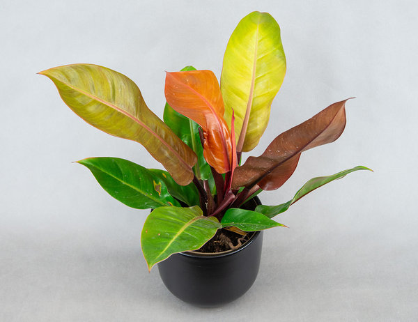 Филодендрон Prince Of Orange Ø17