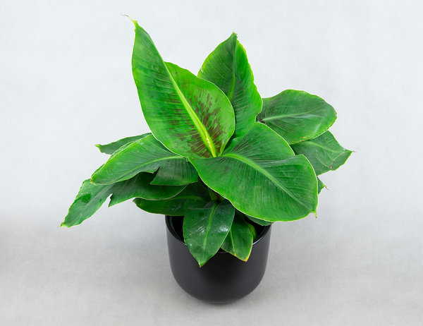 Банан Муса Oriental Dwarf Ø17