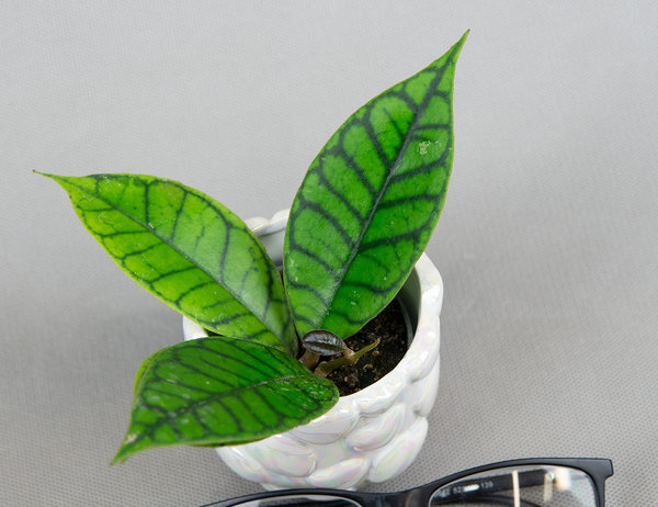 Хойя Калистофилла Ø6