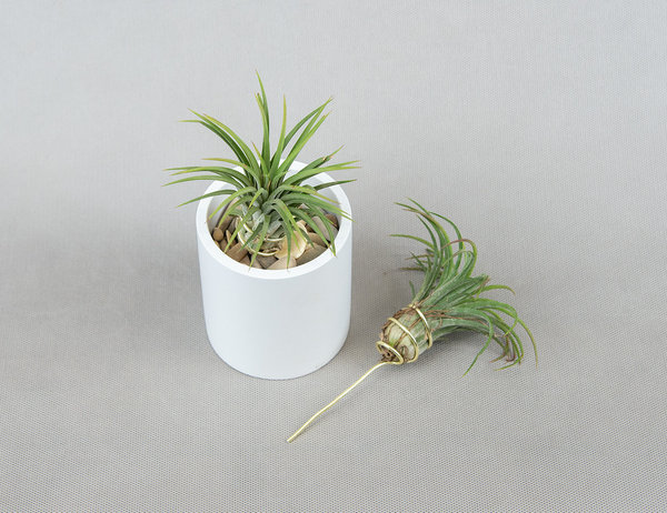 Тилландсия Ионанта на подставке