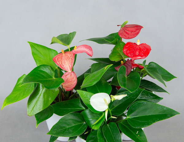 Антуриум микс Ø12