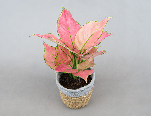 Аглаонема Raspberry Love