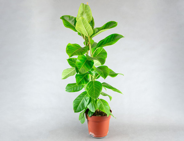 Фикус Альтиссима Yellow Gem Ø21