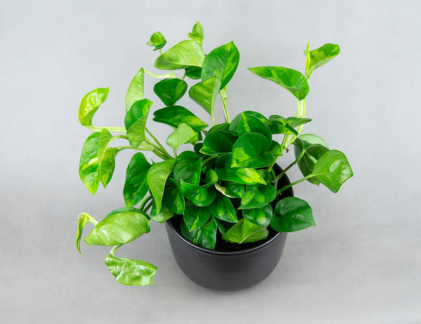 Эпипремнум Глобал Грин Ø15