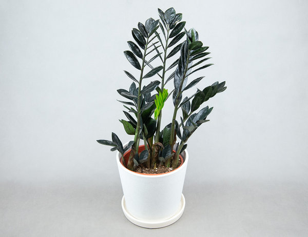 Замиокулькас Рэйвен Ø17