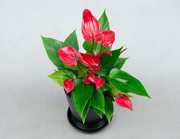 Антуриум Бандерола Лава Ø9