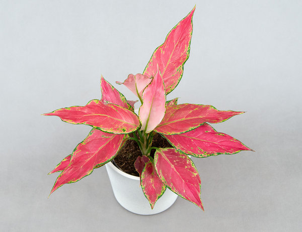 Аглаонема Cherry Baby Ø12