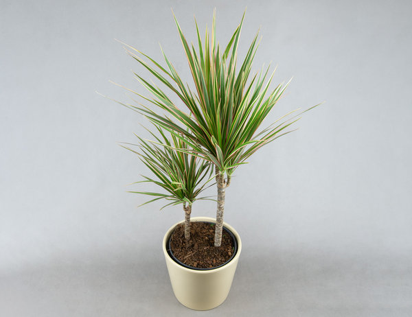 Драцена Маргината микс Ø19Н80