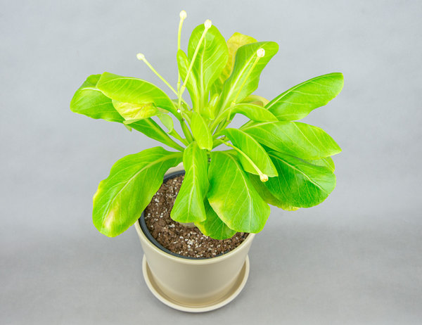 Гавайская пальма Бригамия Ø21