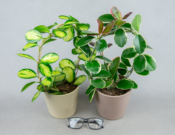 Хойя Микс на опоре-кольце