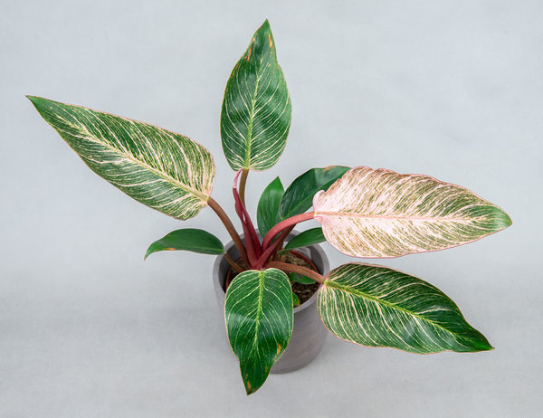 Филодендрон Пинк Биркин