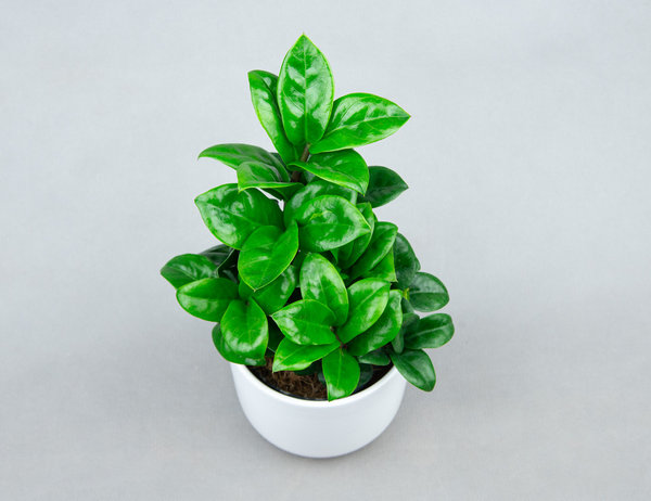 Замиокулькас Зензи Ø9