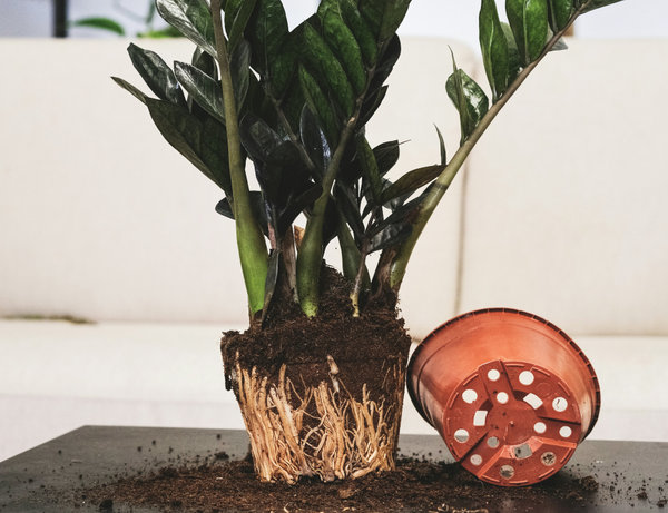 Грунт для суккулентов