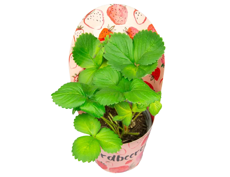 Клубника Белтран