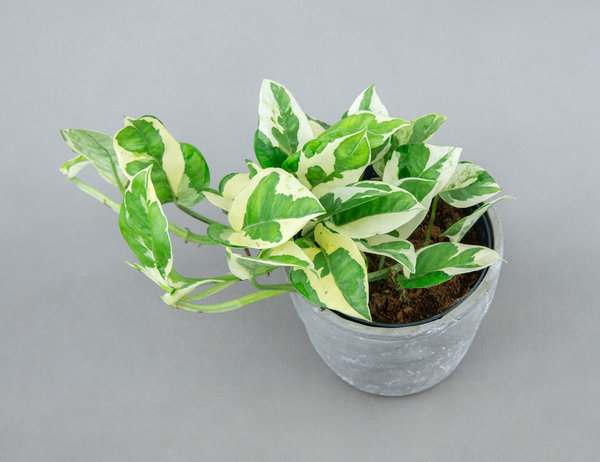 Эпипремнум Njoy