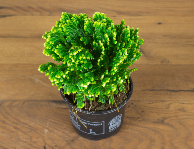 Селагинелла Джори