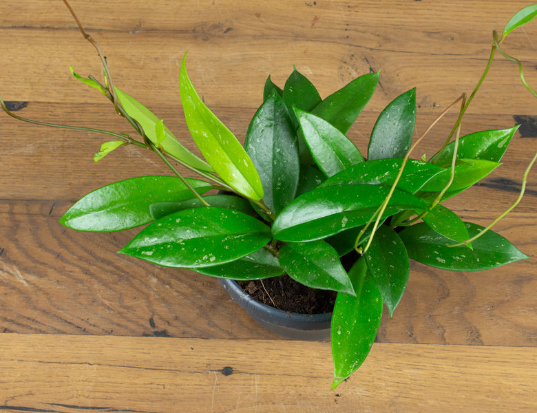 Хойя Публикаликс Сплэш