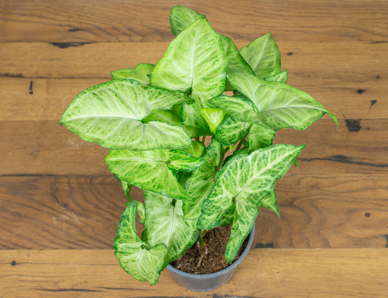 Сингониум Вайт