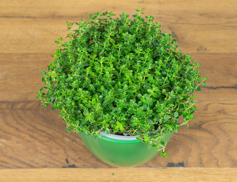 Тимьян или Чабрец Лимонный