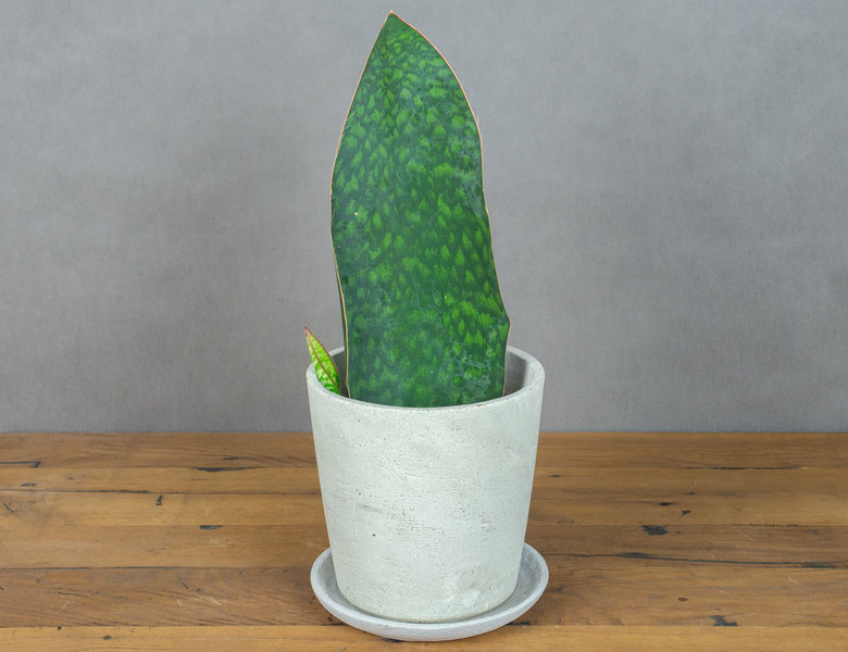 Сансевиерия Мансониана Виктория